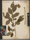 Foto von Salix silesiaca Willd.